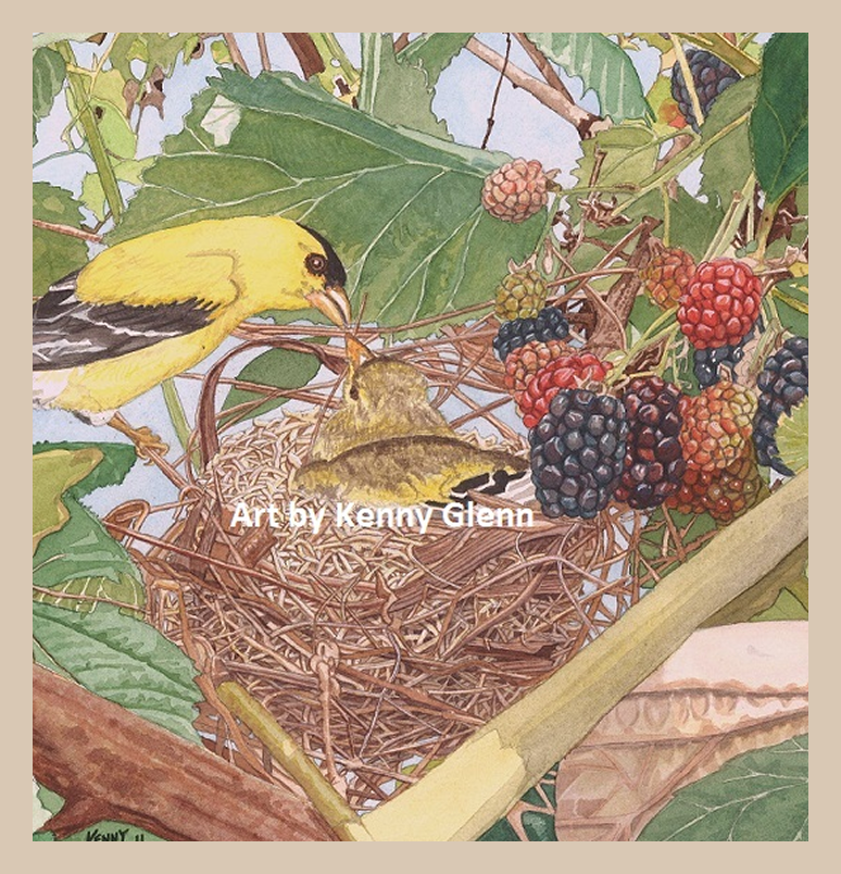Yellow birds at nest near blackberries.